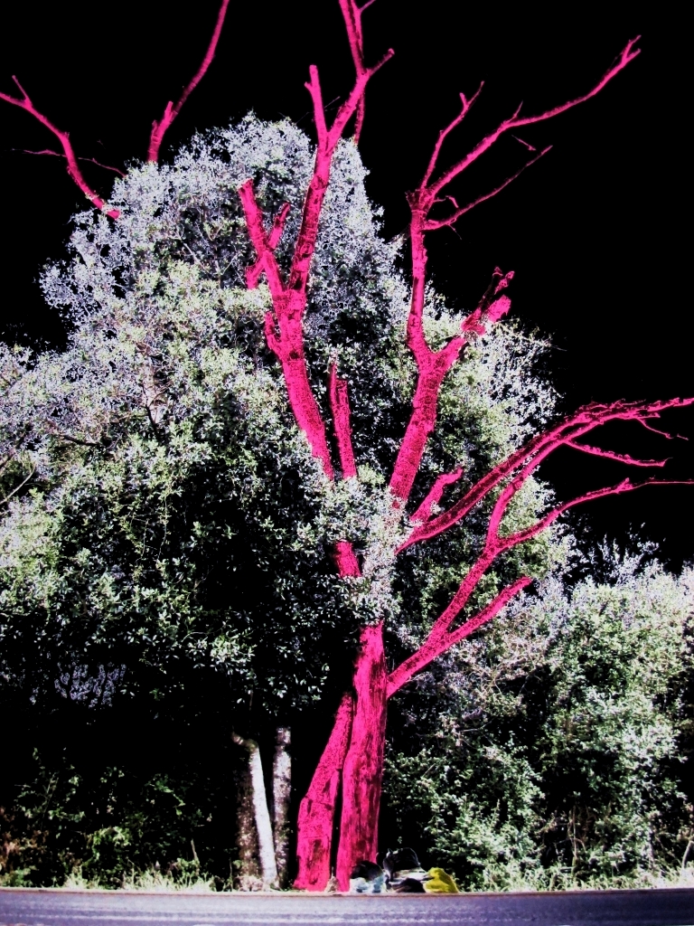 Betinha Trevisan (1).jpg