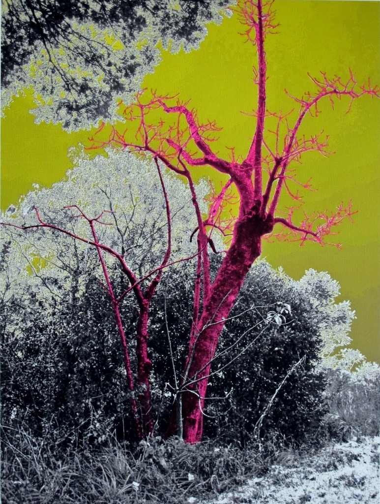 Betinha Trevisan (2).jpg