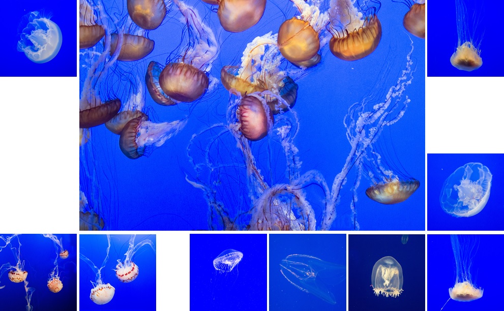 Cleusa B. Müller (2).jpg