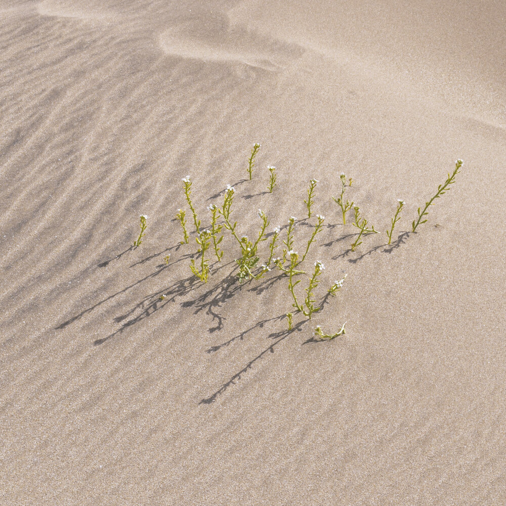 cuantos cuerpos 3.jpg